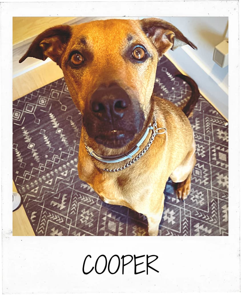 Alert brown and tan dog Cooper sitting attentively on a patterned rug in a Philadelphia dog obedience class.