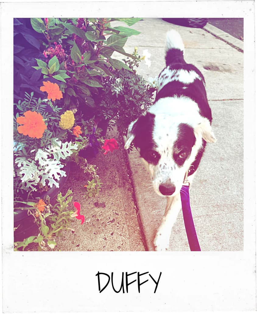 A black and white dog named Duffy on a leash walking past colorful flowers during a professional dog walking service in Philadelphia.