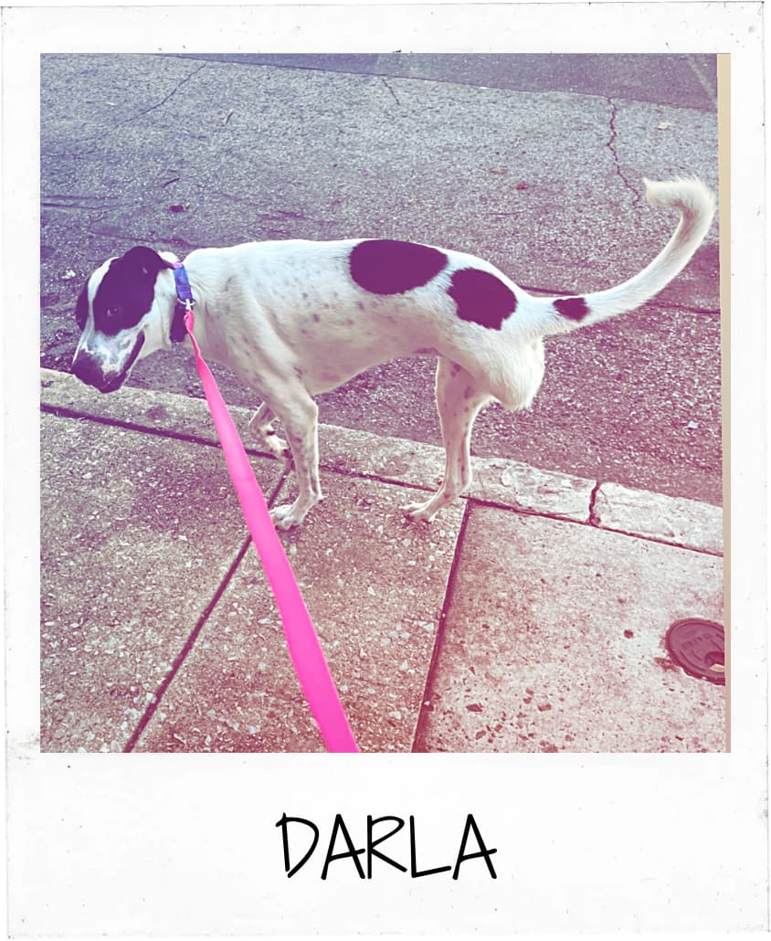 A black and white dog named Darla on a pink leash, exploring a Philadelphia sidewalk, reflecting the quality care of our dog walking services.