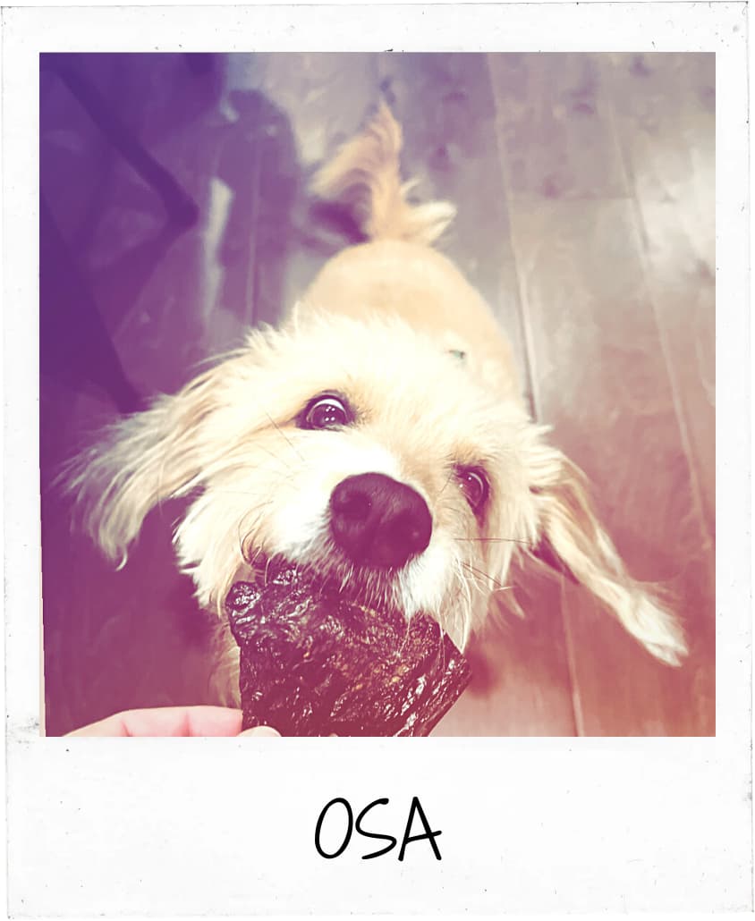 Cheerful tan dog Osa holding a training treat during an in-home dog training session in Philadelphia.