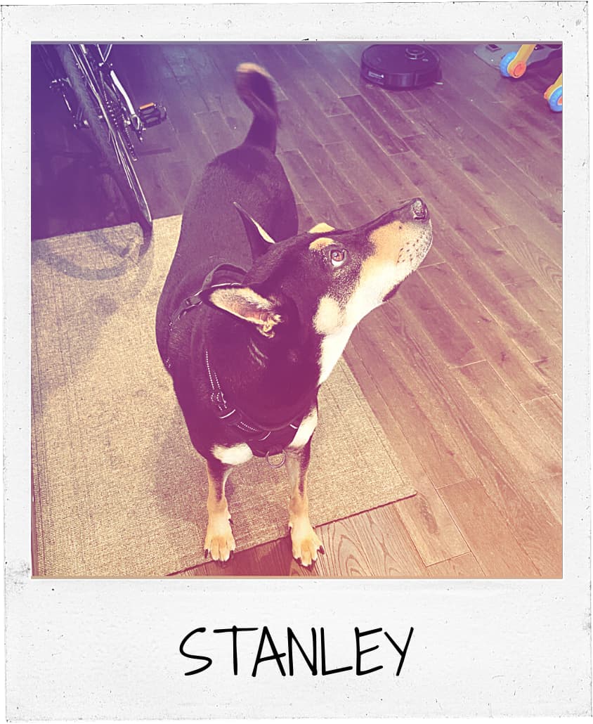 An attentive black and tan dog named Stanley in a harness, looking up expectantly in a Philadelphia home, showcasing the success of our obedience training.