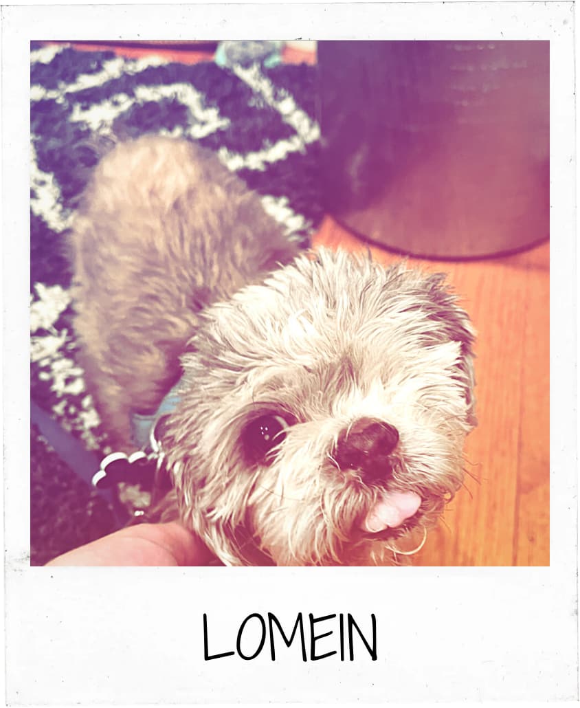 Lomein the fluffy dog smiling with a tongue out, enjoying personalized attention from a pet sitting service in Philadelphia.