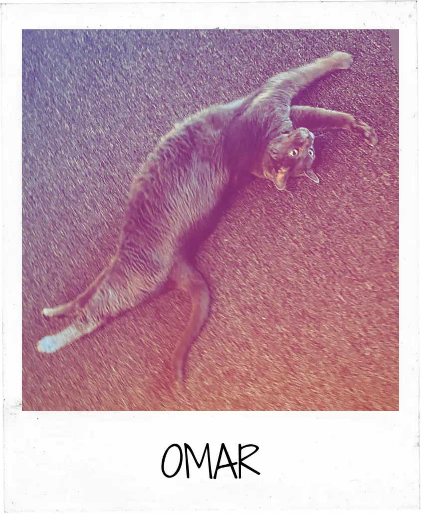 A grey cat named Omar stretching on a red pavement, looking relaxed and playful.